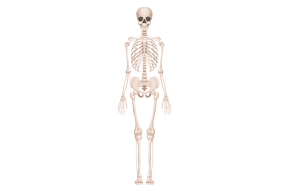 Download Human Bone Structure. Skeleton Anatomy F - Structure Collection