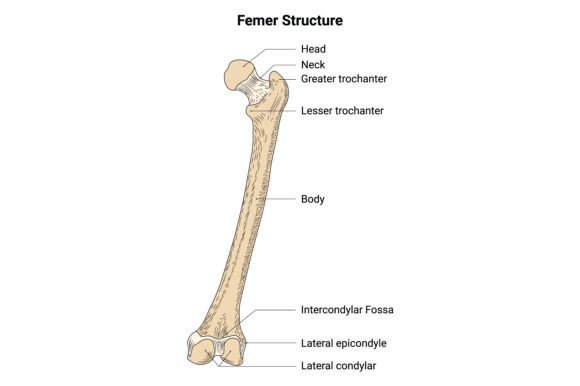 Download Femer Structure Science Design Vector - Structure Collection